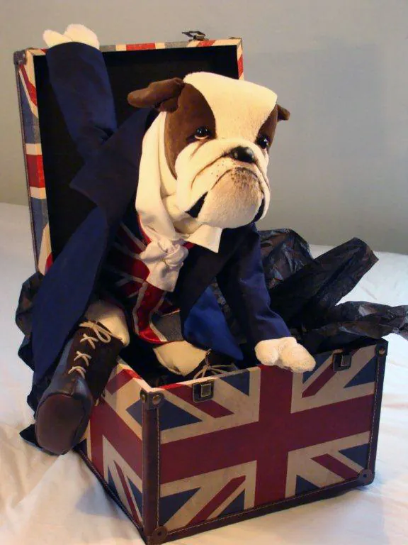 Billy, a British Bulldog Posh Ted in a navy coat and Union Jack waistcoat, sitting in a Union Jack trunk