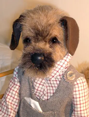 Border terrier pup