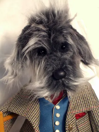 Grey long-haired dog