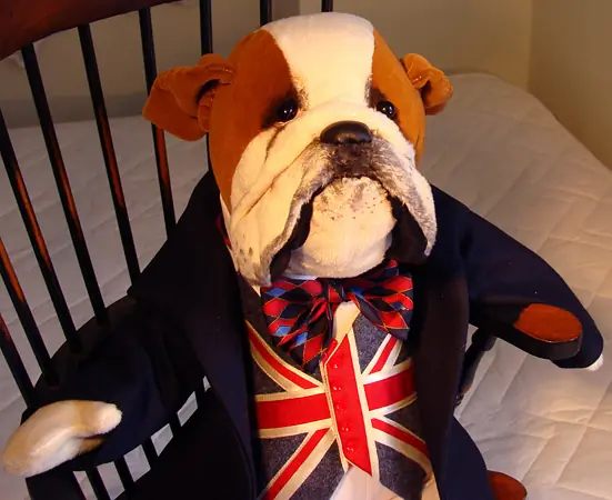 Bulldog in his chair
