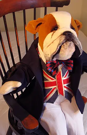 Bulldog (close up)